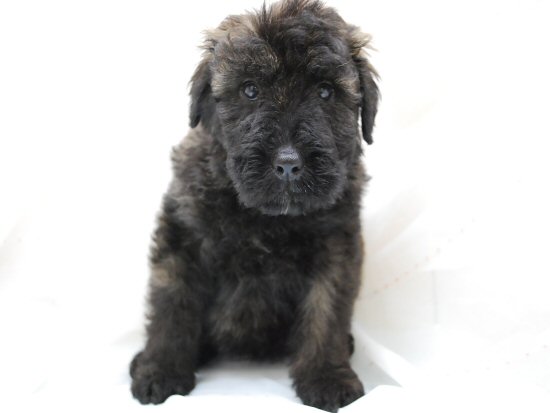 �u�[�r�G�E�f�E�t�����_�[�X�@�q���t���[�摜