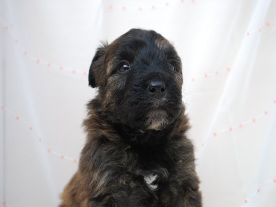 �u�[�r�G�E�f�E�t�����_�[�X�@�q���t���[�摜