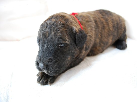 �u�[�r�G�E�f�E�t�����_�[�X�@�q���t���[�摜