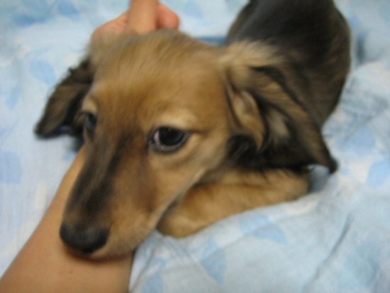 ボーダーコリー 子犬フリー画像