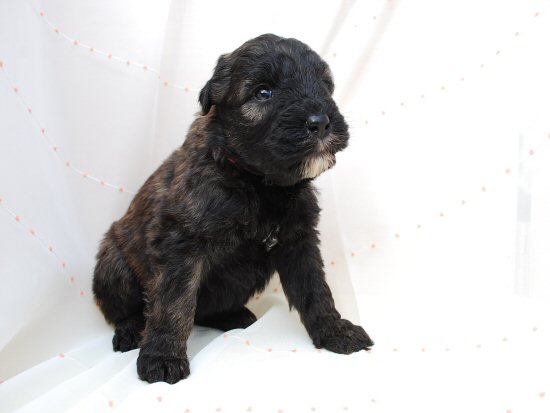 ブービエ・デ・フランダース 子犬フリー画像