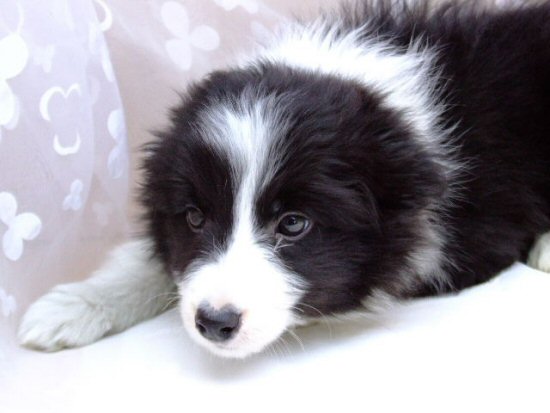ボーダーコリー 子犬フリー画像