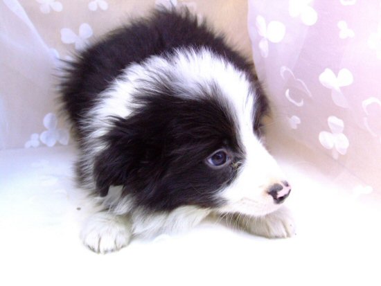 ボーダーコリー 子犬フリー画像