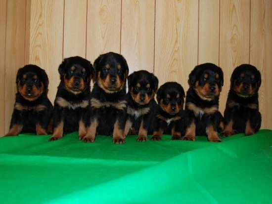 ロットワイラー 子犬フリー画像