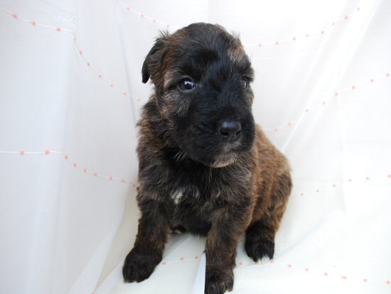 �u�[�r�G�E�f�E�t�����_�[�X�@�q���t���[�摜