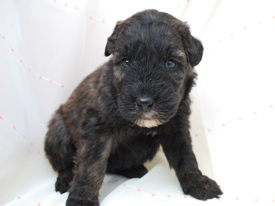 �u�[�r�G�E�f�E�t�����_�[�X�@�q���t���[�摜