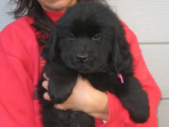 �j���[�t�@���h�����h�@�q���t���[�摜