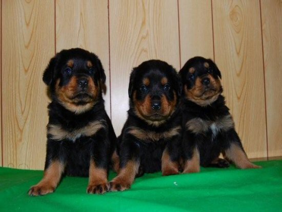 ���b�g���C���[�@�q���t���[�摜