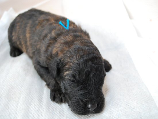 �u�[�r�G�E�f�E�t�����_�[�X�@�q���t���[�摜