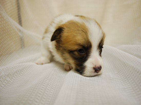 �E�F���V���R�[�M�[�@�q���t���[�摜