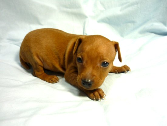 �~�j�`���A�s���V���[�@�q���t���[�摜