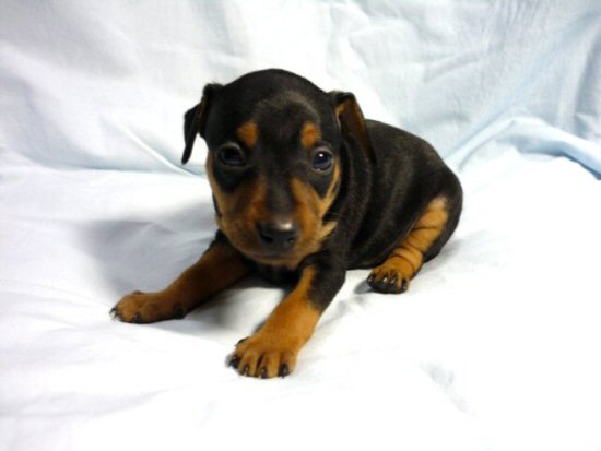 ミニチュアピンシャー 子犬フリー画像