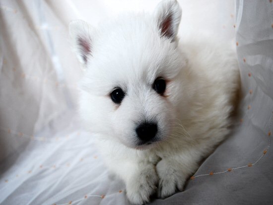 日本スピッツ 子犬フリー画像