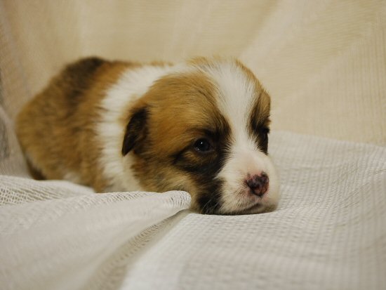 ウェルシュコーギー 子犬フリー画像