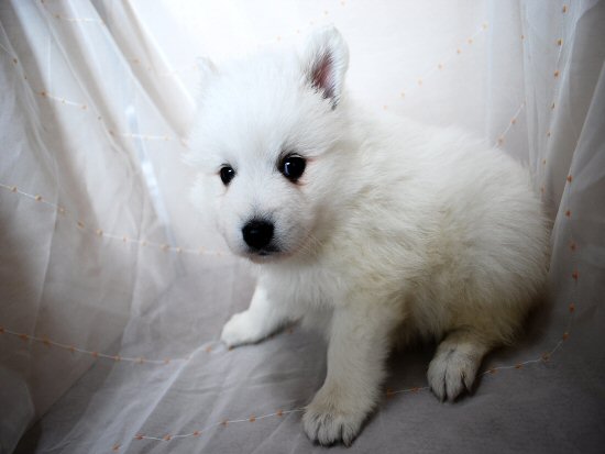 日本スピッツ 子犬フリー画像