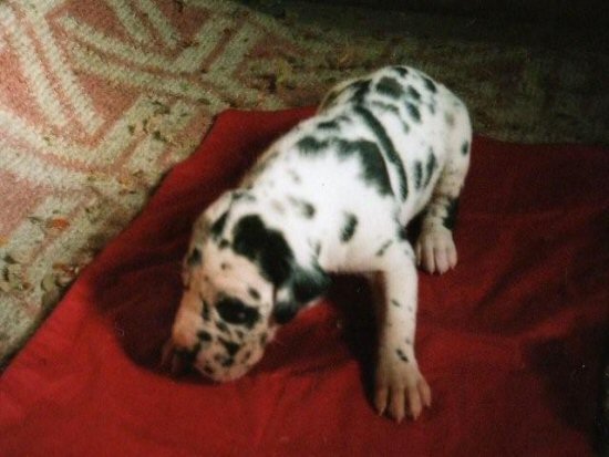 グレートデーン 子犬フリー画像