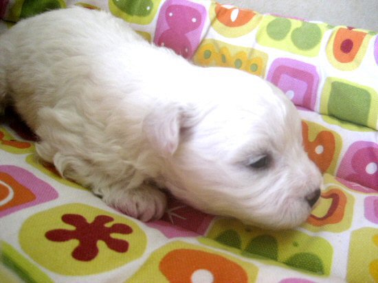 ビションフリーゼ 子犬フリー画像