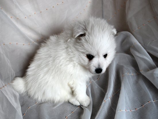 日本スピッツ 子犬フリー画像