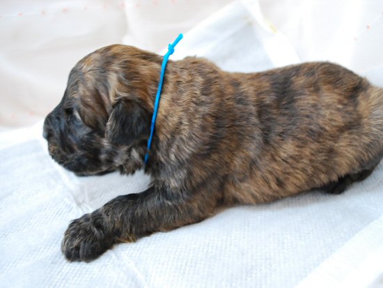 ブービエ・デ・フランダース 子犬フリー画像