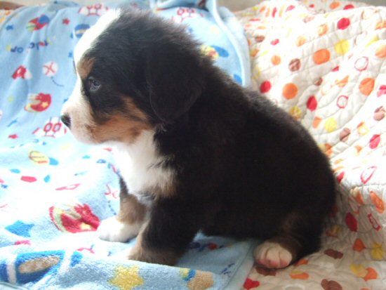 バーニーズマウンテンドッグ 子犬フリー画像