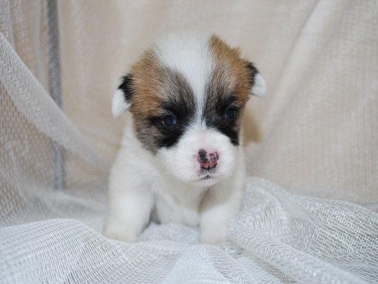 ウェルシュコーギー 子犬フリー画像