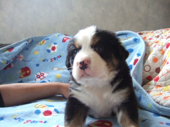 バーニーズマウンテンドッグ 子犬フリー画像