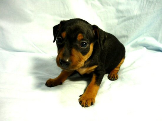 ミニチュアピンシャー 子犬フリー画像