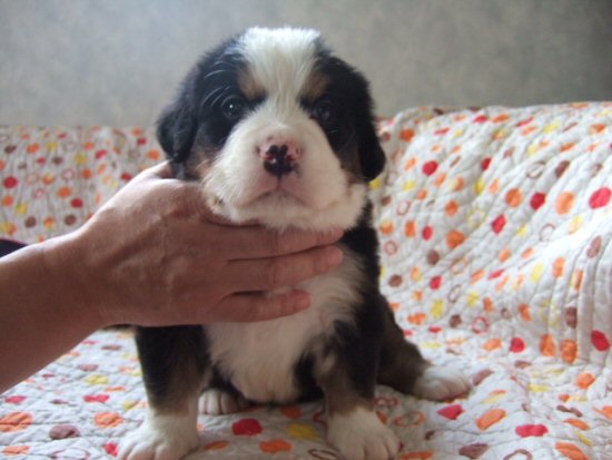 バーニーズマウンテンドッグ 子犬フリー画像