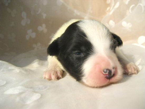 �{�[�_�[�R���[�@�q���t���[�摜