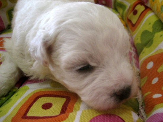 ビションフリーゼ 子犬フリー画像