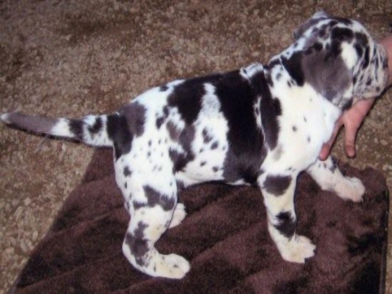 �O���[�g�f�[���@�q���t���[�摜