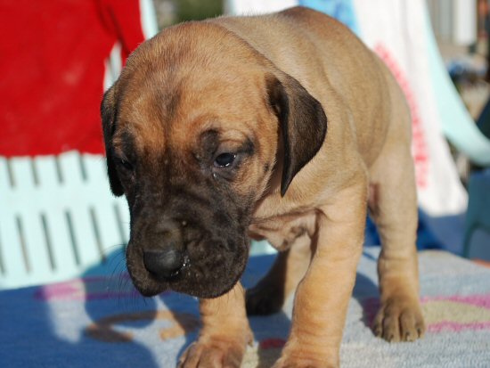 �O���[�g�f�[���@�q���t���[�摜