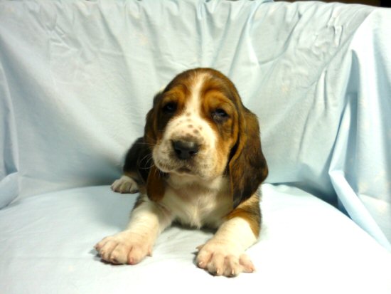 �o�Z�b�g�E�n�E���h�@�q���t���[�摜