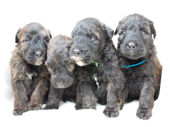 �u�[�r�G�E�f�E�t�����_�[�X�@�q���t���[�摜