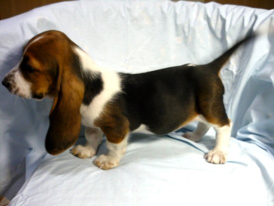 �o�Z�b�g�E�n�E���h�@�q���t���[�摜