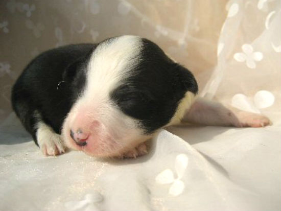 �{�[�_�[�R���[�@�q���t���[�摜