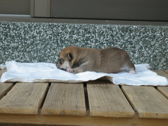 ���ā@�q���t���[�摜