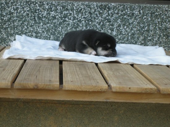 ���ā@�q���t���[�摜