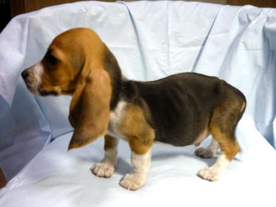 �o�Z�b�g�E�n�E���h�@�q���t���[�摜