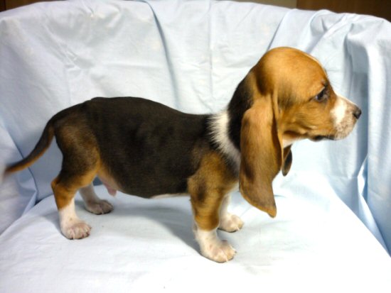 �o�Z�b�g�E�n�E���h�@�q���t���[�摜