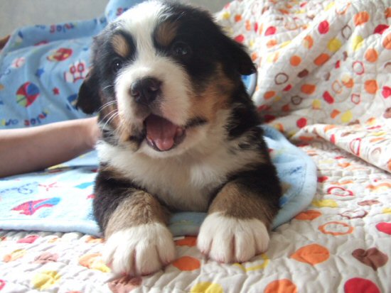 �o�[�j�[�Y�}�E���e���h�b�O�@�q���t���[�摜