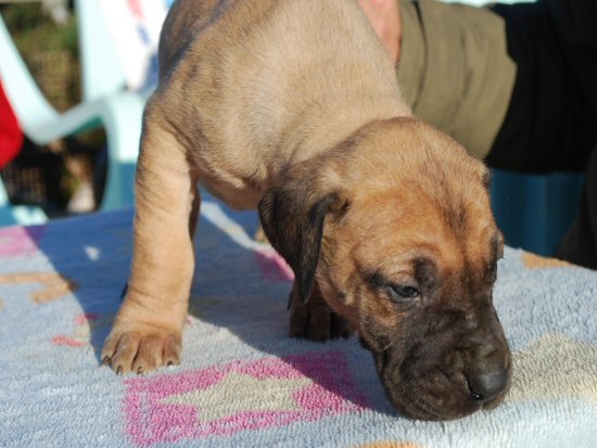 �O���[�g�f�[���@�q���t���[�摜