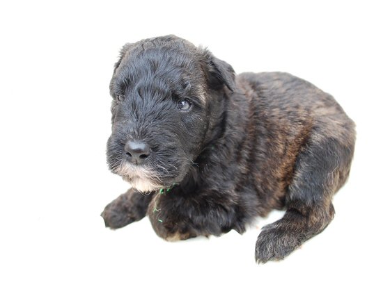 �u�[�r�G�E�f�E�t�����_�[�X�@�q���t���[�摜