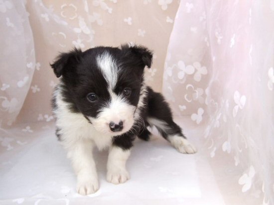 �{�[�_�[�R���[�@�q���t���[�摜