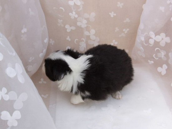 �{�[�_�[�R���[�@�q���t���[�摜