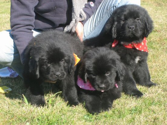 �j���[�t�@���h�����h�@�q���t���[�摜