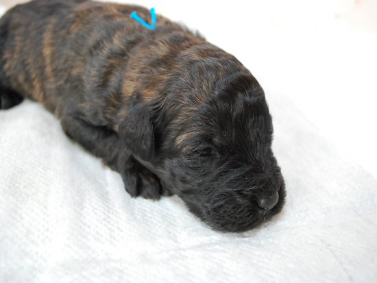 �u�[�r�G�E�f�E�t�����_�[�X�@�q���t���[�摜