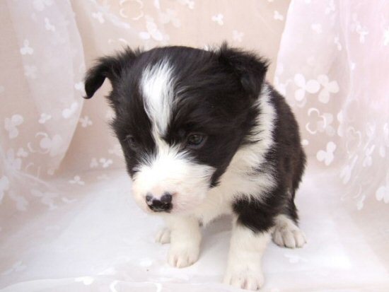 �{�[�_�[�R���[�@�q���t���[�摜