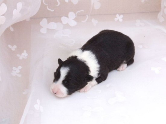 �{�[�_�[�R���[�@�q���t���[�摜