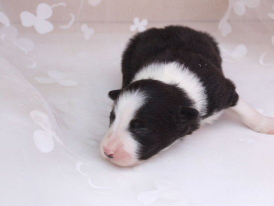 �{�[�_�[�R���[�@�q���t���[�摜